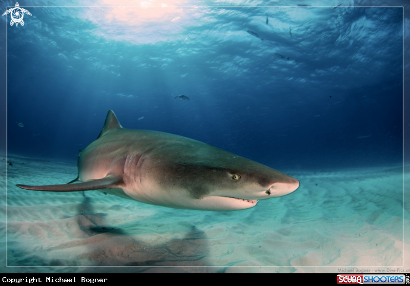 A underwater creature