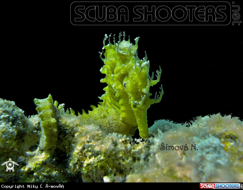 A hippocampus