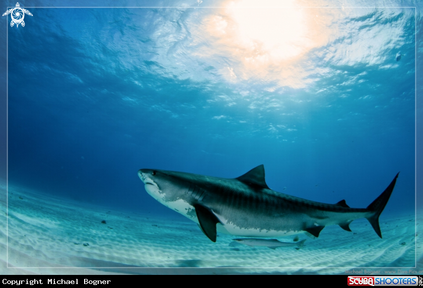 A underwater creature