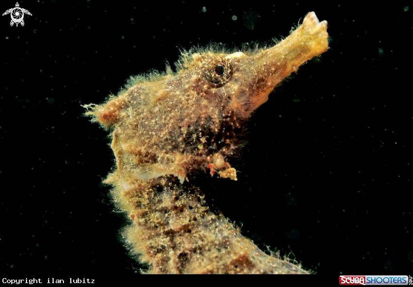 A sea horse