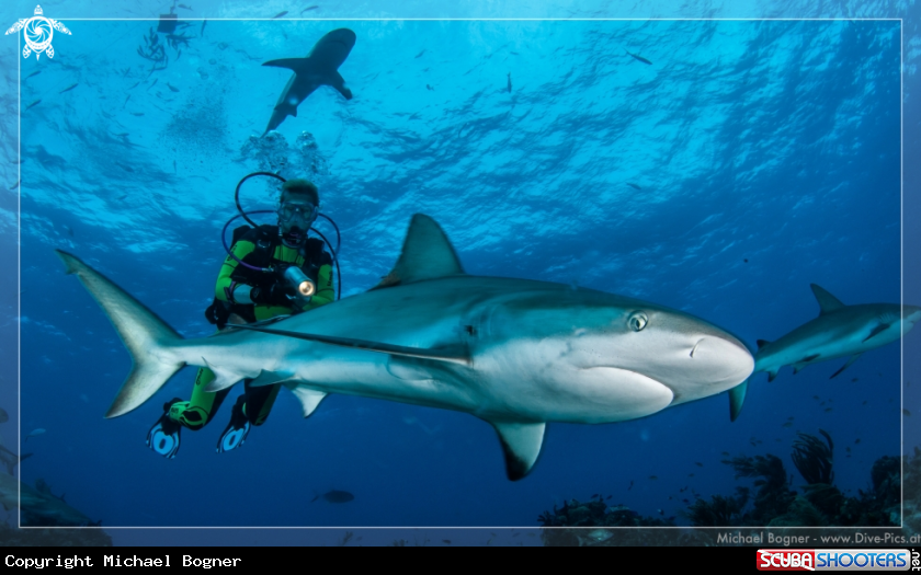 A underwater creature