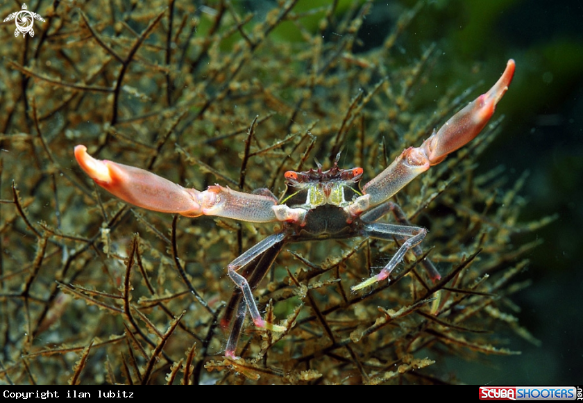 A Crab