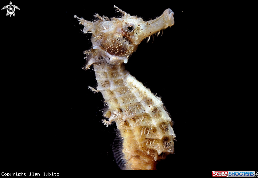A sea horse