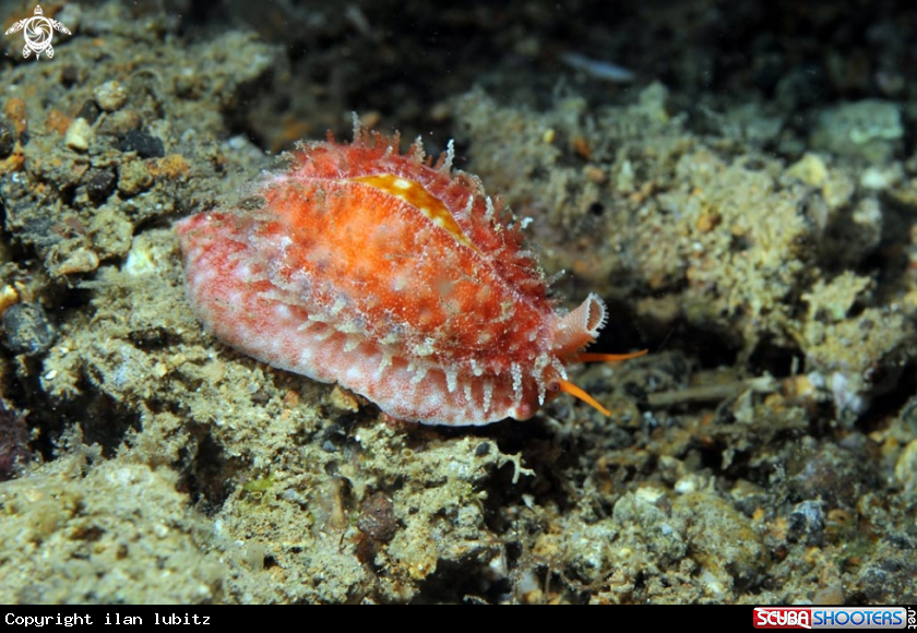 A cowrie