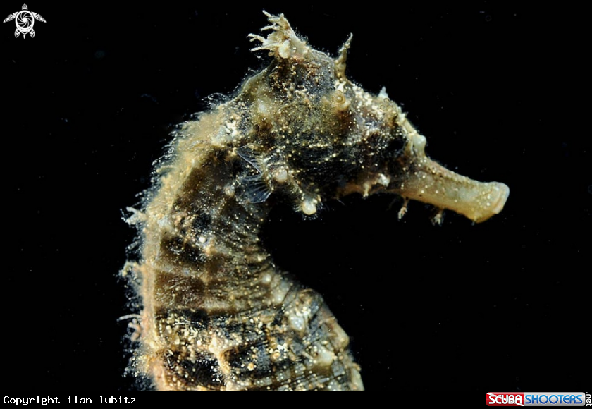 A sea horse