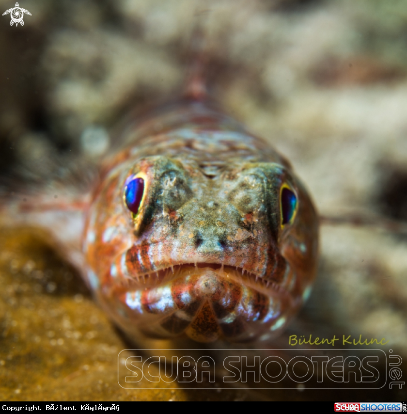 A Lizard Fish