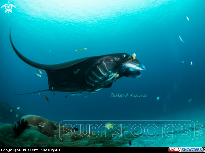 A Black Manta