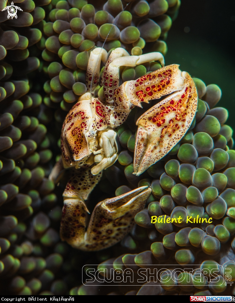 A Porcelain Anemon Crab
