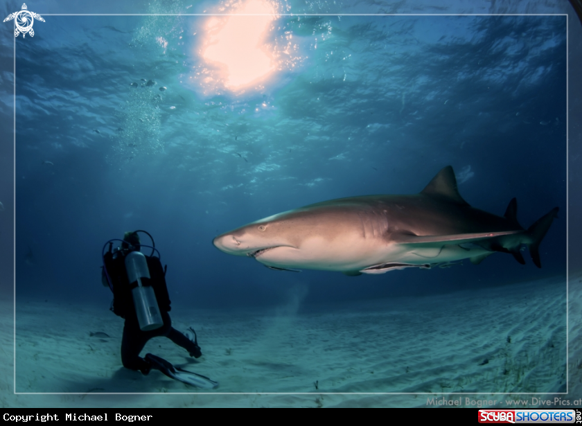 A underwater creature