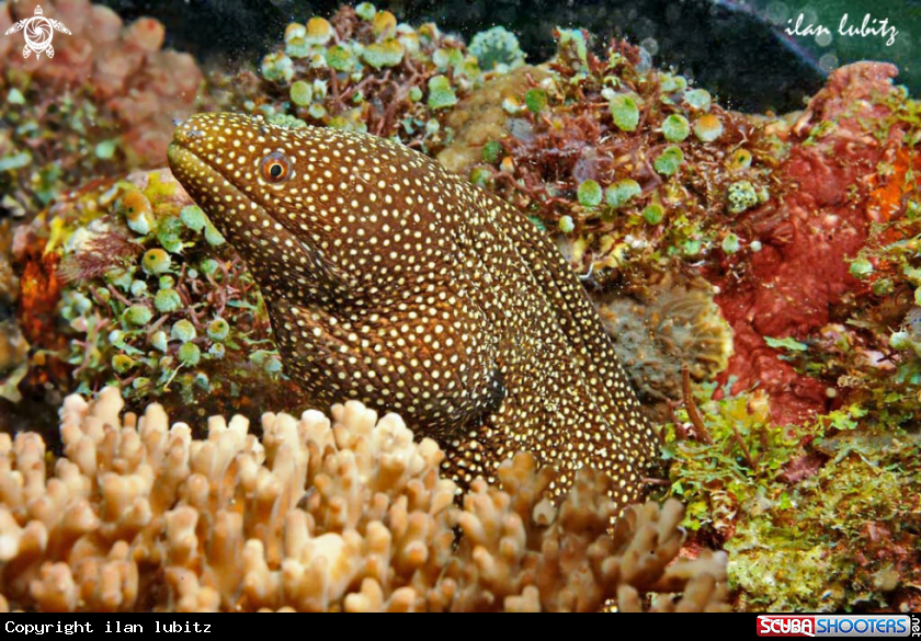A morey eel