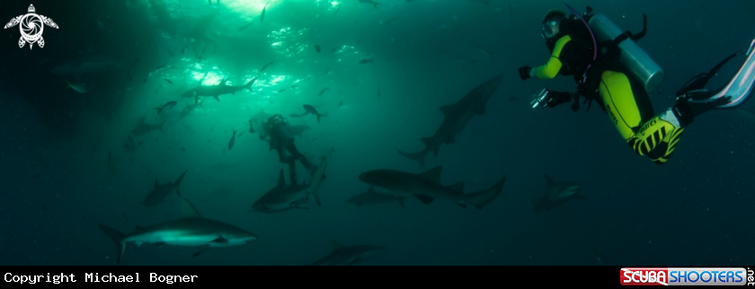 A underwater creature