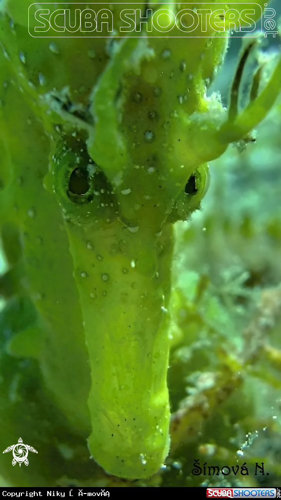 A sea horse 