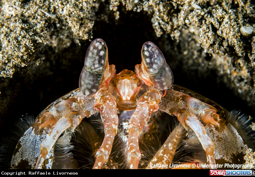 A Mantis shrimp