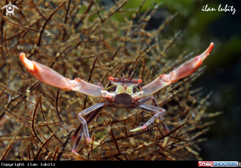 A Crab