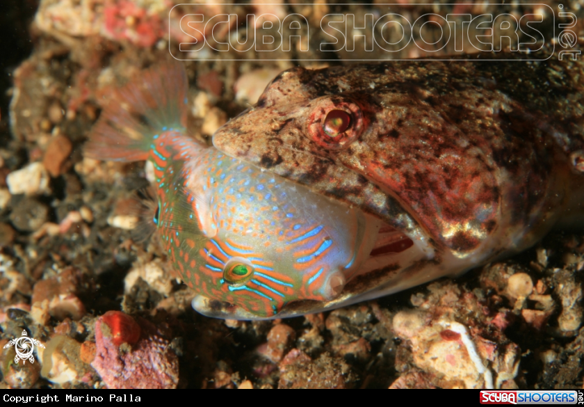 A Lizard Fish