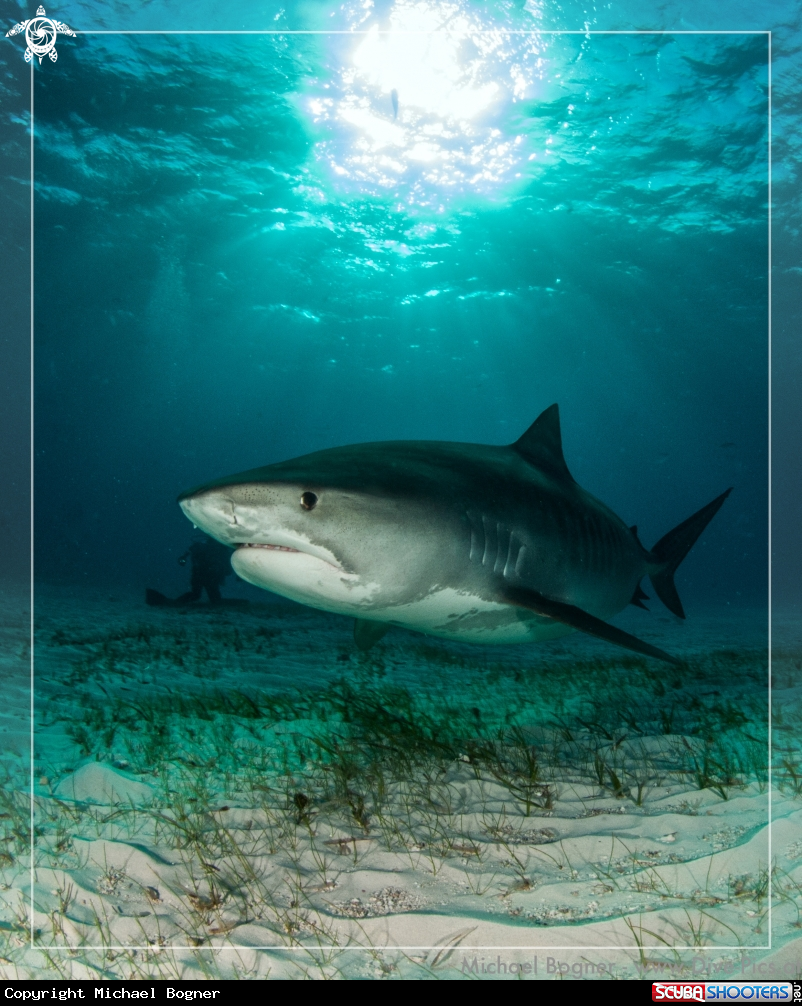 A Tiger Shark
