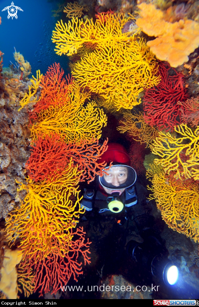 A seafan