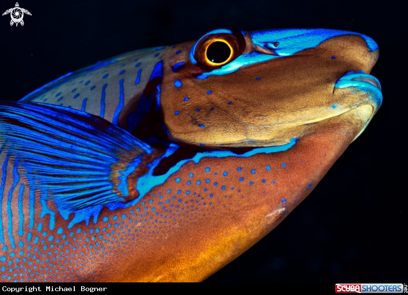 A underwater creature