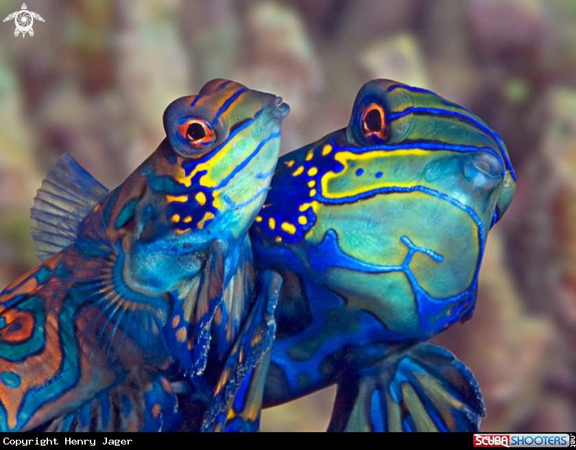 A Mandarinfish