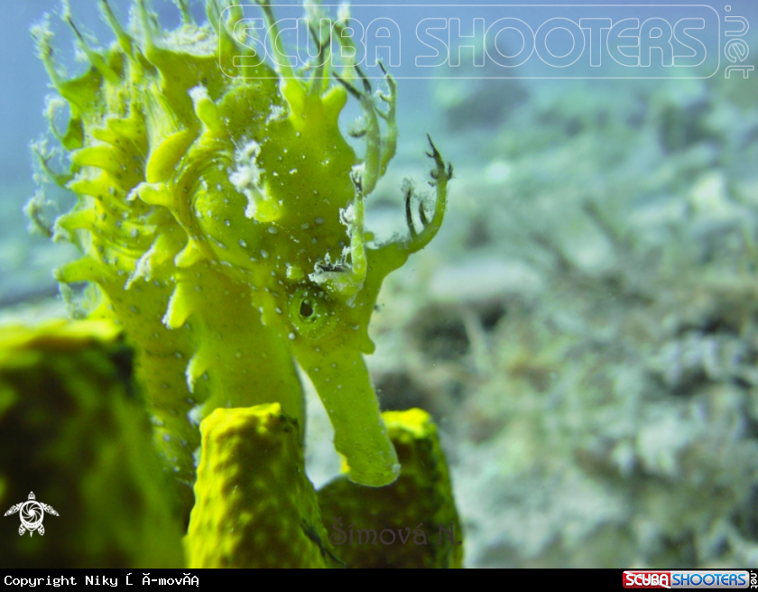 A hippocampus 