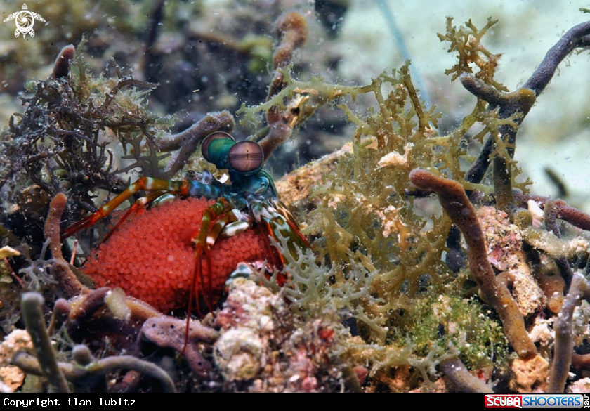 A Mantis shrimp