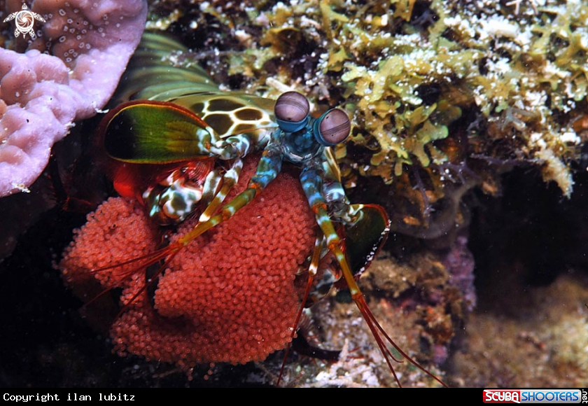 A Mantis shrimp