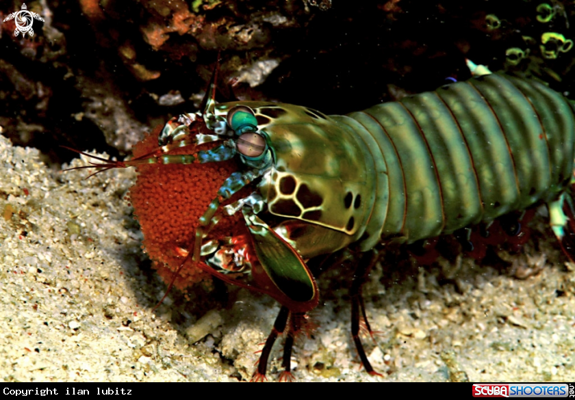 A Mantis shrimp