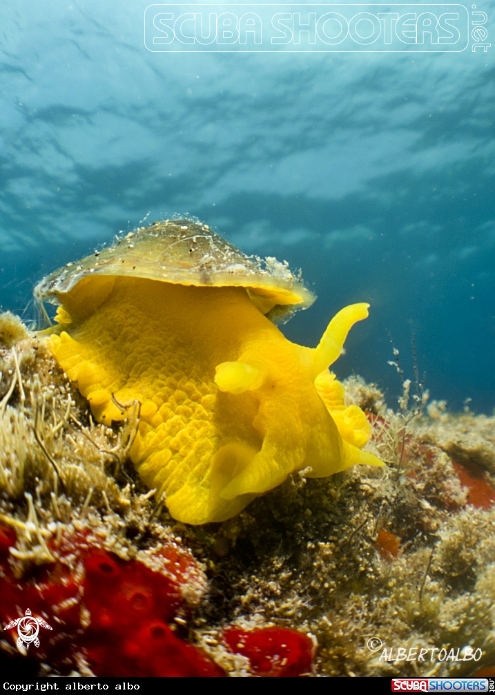 A NUDIBRANQUEO