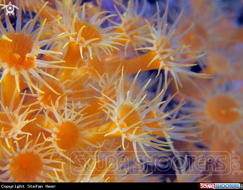A Corals