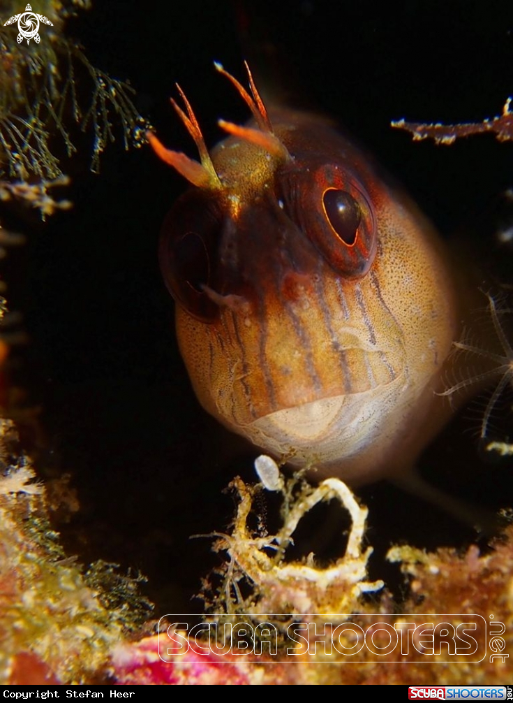 A Fish