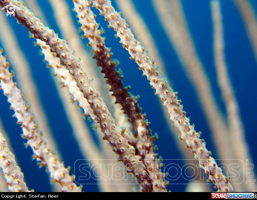 A Corals