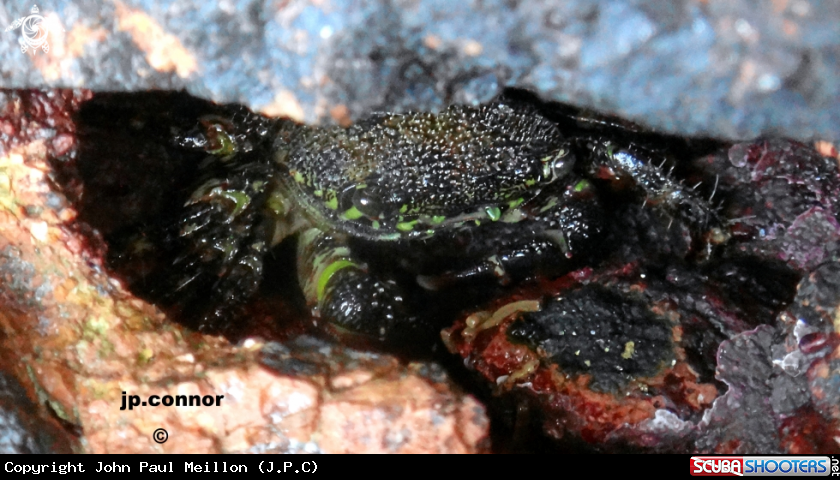 A Crabe