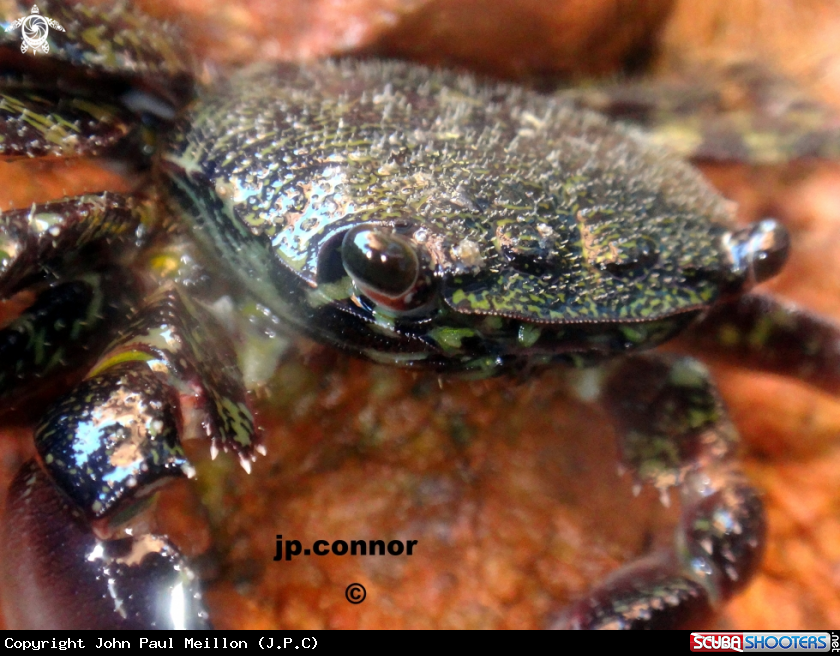 A Crabe