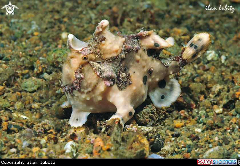 A frogfish