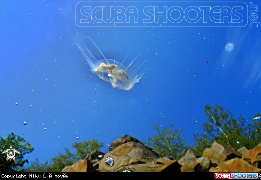 A freshwater jellyfish