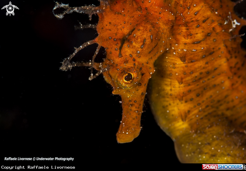A Hippocampus