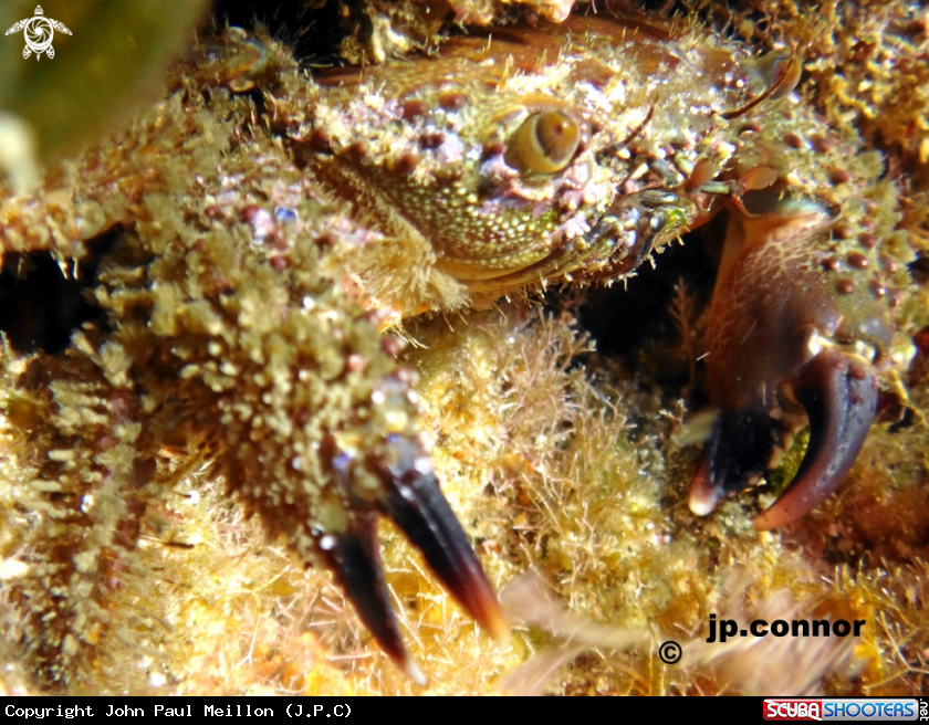A Crabe