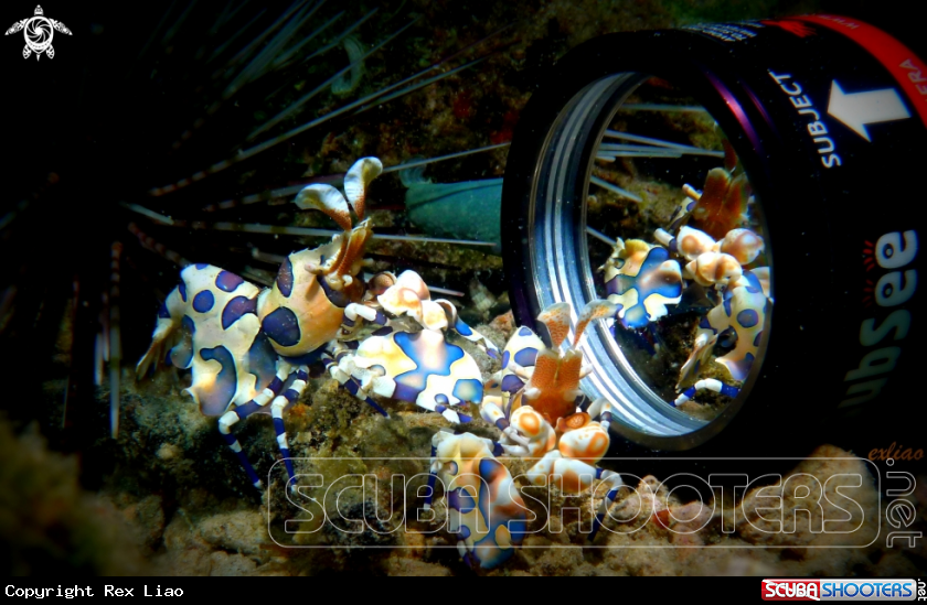 A Harlequin Shrimp