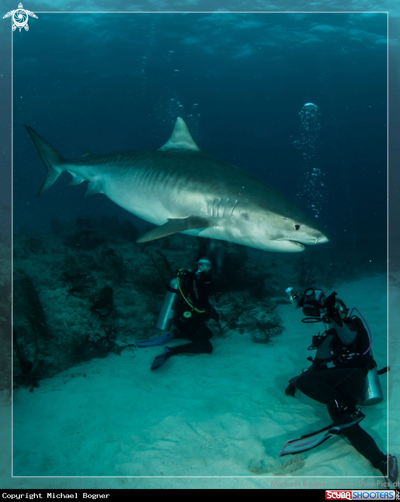 A Tiger Shark