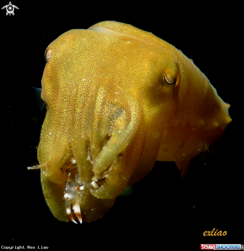 A cuttlefish