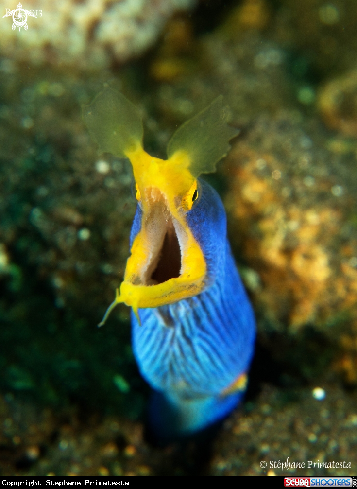 A Ribbon eel