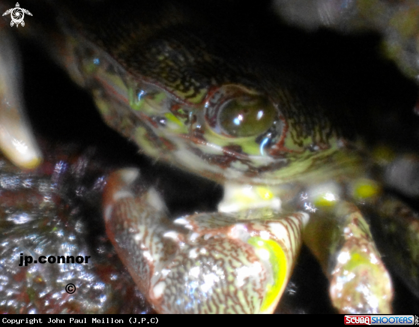 A Crabe
