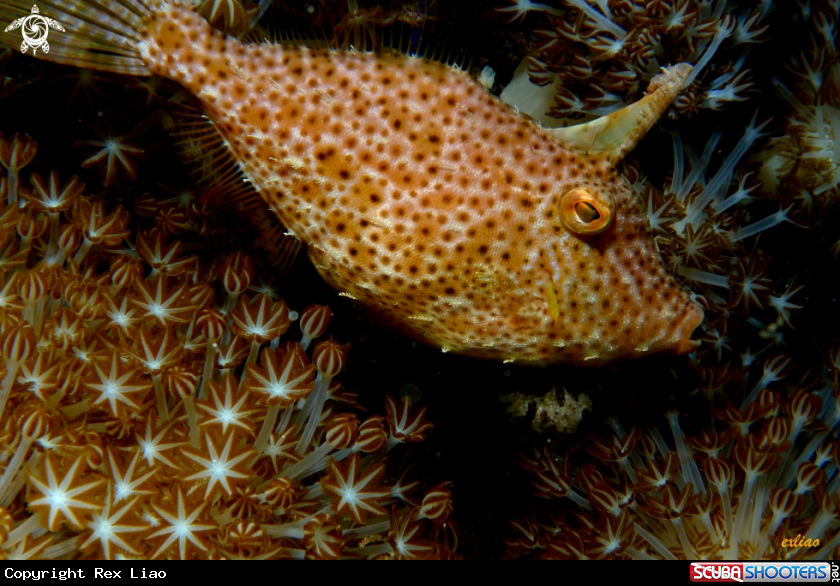 A Filefish