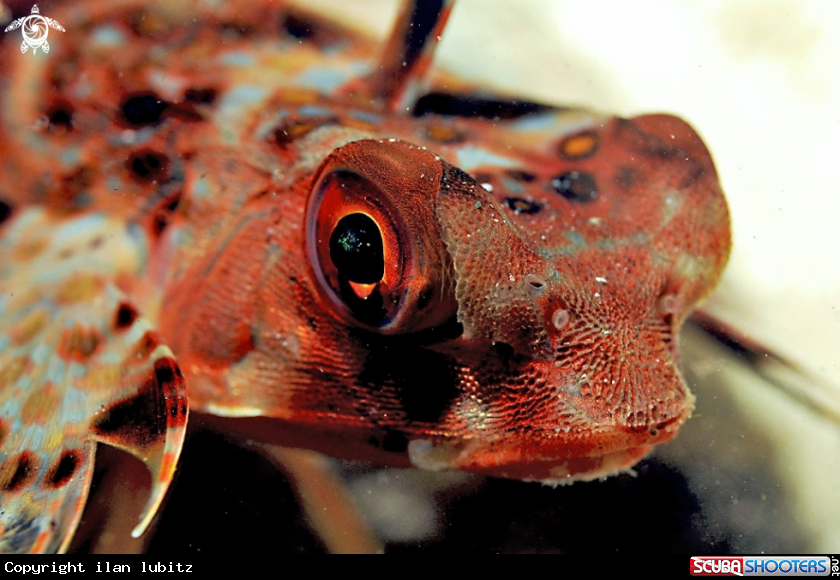 A reef fish