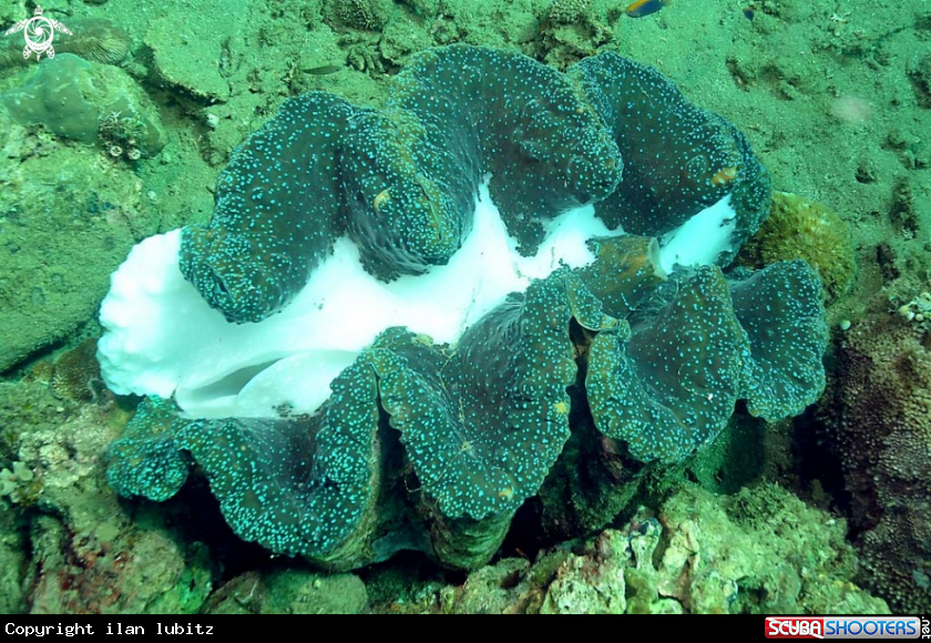 A big clam