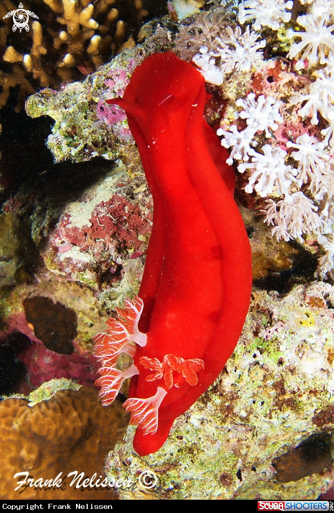 A Spanish dancer