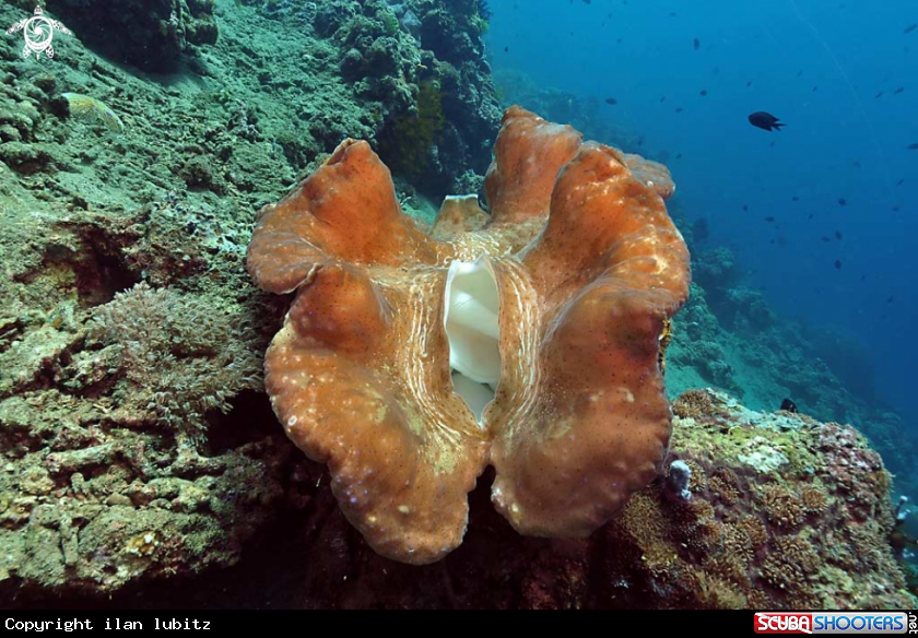 A big clam