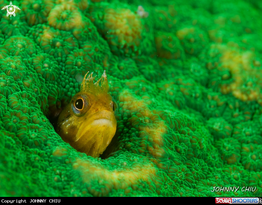 A Sponge Shrimp