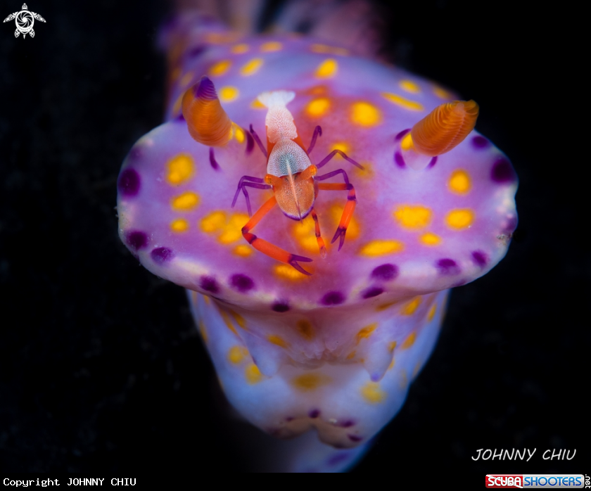 A Emperor shrimp