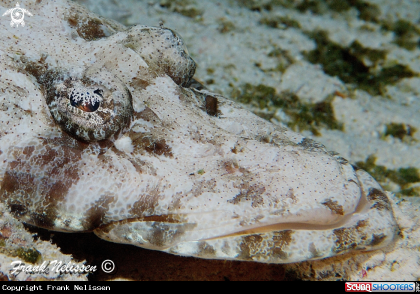 A Indian Ocean crocodilefish